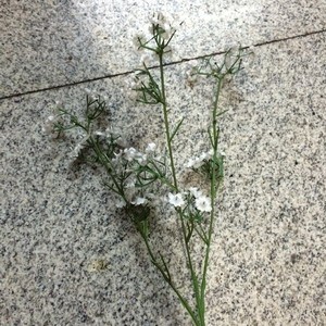 D17M,artificial flower