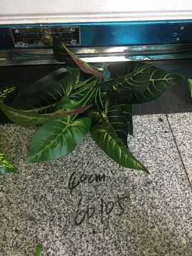 C16M, 60105, artifcial plant 40cm