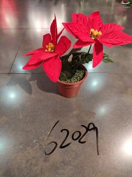 22X38, 62029, Xmas potted flower Poinsettia