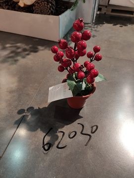 25XE F, 62030, Xmas potted cherry