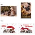 64371 dats, Cards Xmas Box 10 115X177mm Textured Foil Cats Dogs