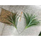D17M, 55470, artificial plant