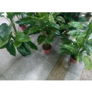 D7M, artifical flower