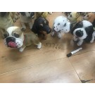 H2M, 57760, big head dog sculpture