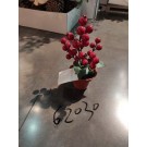 25XE F, 62030, Xmas potted cherry