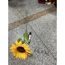 A11M, 68036, Sunflower Single Large