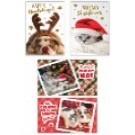23X38, Cards Xmas Box 10 115X177mm Textured Foil Cats Dogs