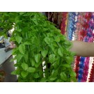 H5L, 8286, leaf door curtain