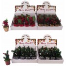 MINI HOLLY/PINE T/COTTA POT 4asst PDQ