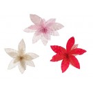 24X16, XD3747, JUMBO LACEY POINSETTIA Asst 